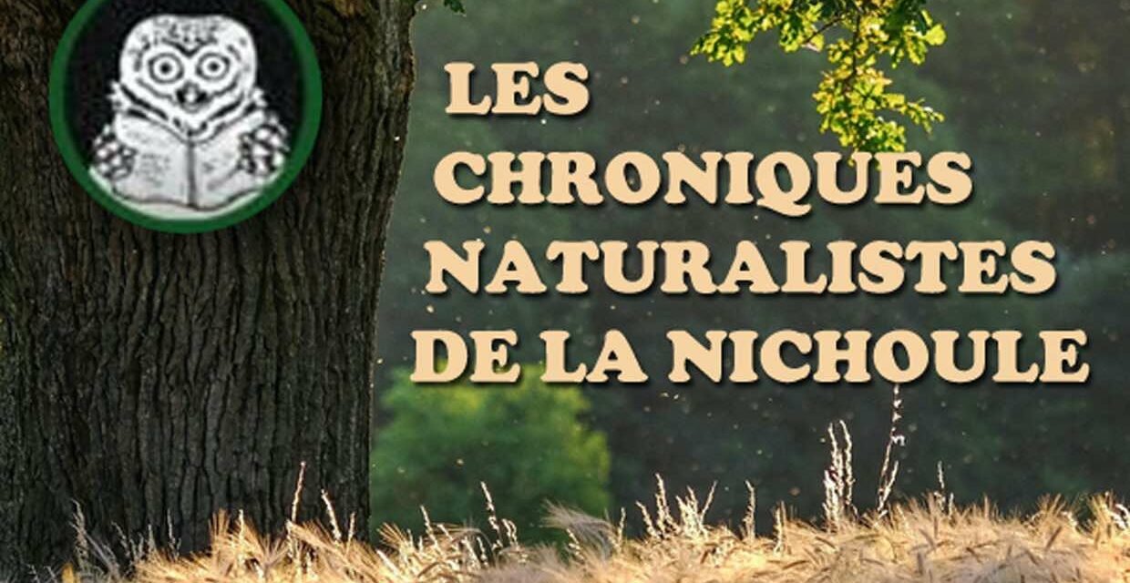 Chroniques naturalistes de la Nichoule – novembre et décembre 2024