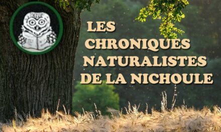 Chroniques naturalistes de la Nichoule – novembre et décembre 2024