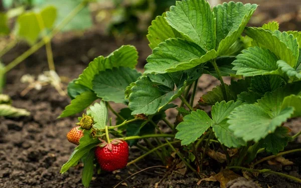 Brins de Jardin #10 : les fraisiers