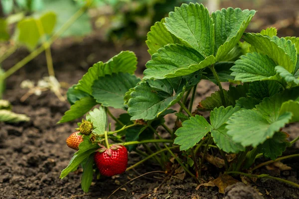 Brins de Jardin #23 et #24 : haies vives et petits fruits