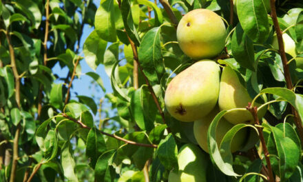 Brins de Jardin #13 et #14 : les fruitiers peuvent-ils donner chaque année ? Comment lutter contre les limaces ?
