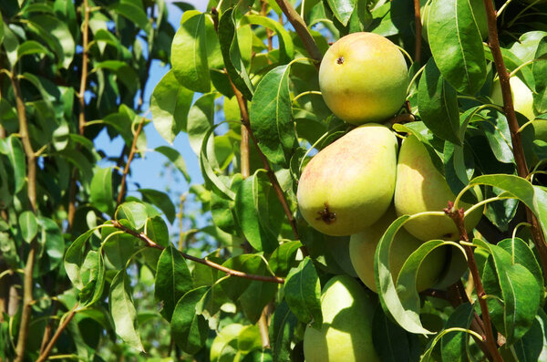 Brins de Jardin #13 et #14 : les fruitiers peuvent-ils donner chaque année ? Comment lutter contre les limaces ?