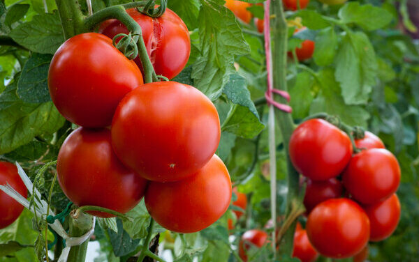 Brins de Jardin #11 et #12 : les tomates et le paillage des jardins d’ornement