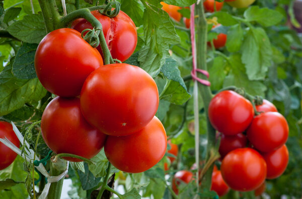 Brins de Jardin #11 et #12 : les tomates et le paillage des jardins d’ornement