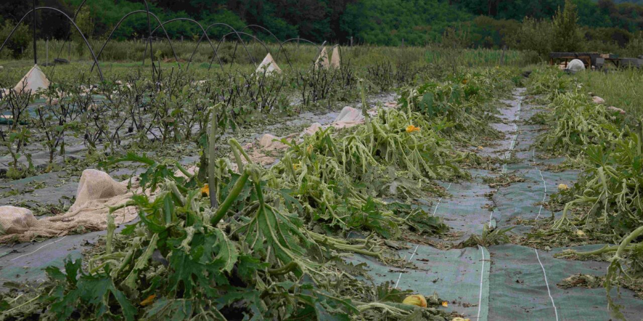 Pour aider la Ferme des Roussets à surmonter la grêle