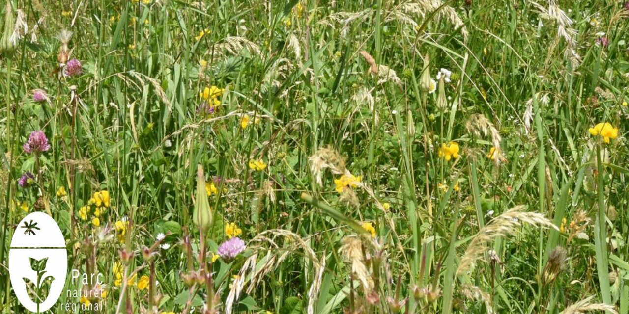 Concours des prairies fleuries avec le Parc naturel régional du Vercors