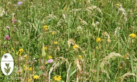 Concours des prairies fleuries avec le Parc naturel régional du Vercors